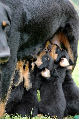 quelques photos  des chiots prises aujourd'hui 6 juin 2010