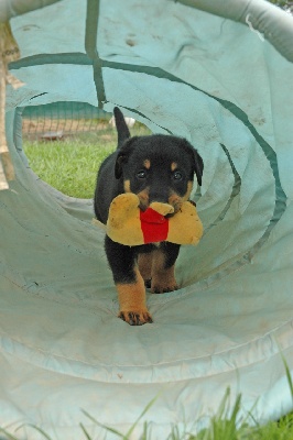 Des photos des chiots à 5 semaines dans leur album